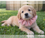Small #2 Golden Retriever