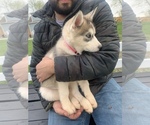Small Photo #17 Siberian Husky Puppy For Sale in TRIMBLE, MO, USA