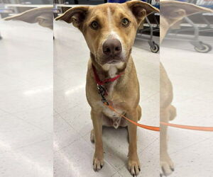 Greyhound-Labrador Retriever Mix Dogs for adoption in Cuba, NY, USA