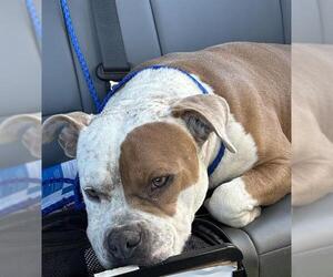 American Bulldog-Unknown Mix Dogs for adoption in Grand Prairie, TX, USA