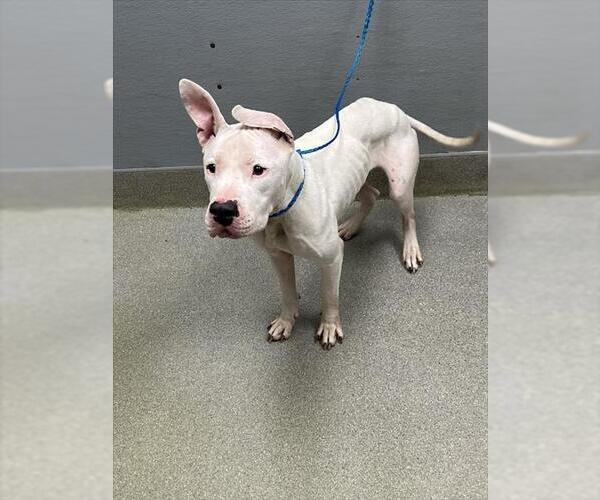 Medium Photo #1 Mutt Puppy For Sale in Las Vegas, NV, USA