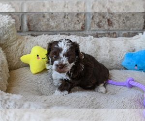 Havapoo Puppy for sale in GUTHRIE, KY, USA