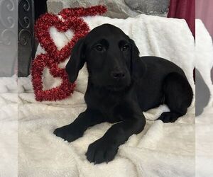 Medium Labradoodle