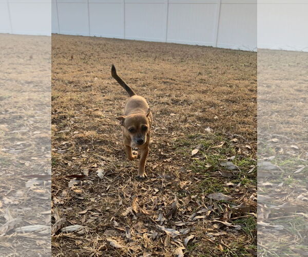 Medium Photo #10 Chihuahua-Unknown Mix Puppy For Sale in Holly Springs, NC, USA