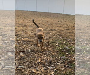 Freya - Female Chihuahua-Unknown Mix Dog for Adoption - Photo #10