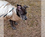 Small #5 Great Dane Mix