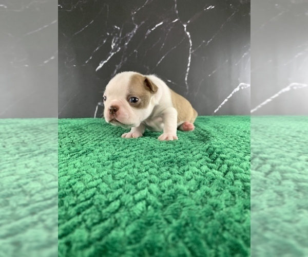 Medium Photo #20 Boston Terrier Puppy For Sale in TULARE, CA, USA