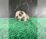 Small Photo #127 Boston Terrier Puppy For Sale in TULARE, CA, USA