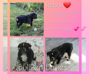 Olde English Bulldogge Puppy for sale in PINE VILLAGE, IN, USA