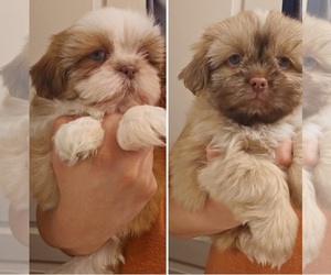 Shih Tzu Puppy for sale in YUMA, AZ, USA