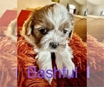 Puppy Bashful Boston Terrier