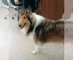 Small #2 Collie