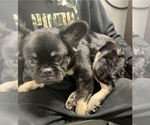 Small Photo #1 French Bulldog Puppy For Sale in TAMPA PALMS, FL, USA