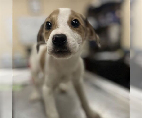 Medium Photo #1 Labbe Puppy For Sale in Center Township, PA, USA