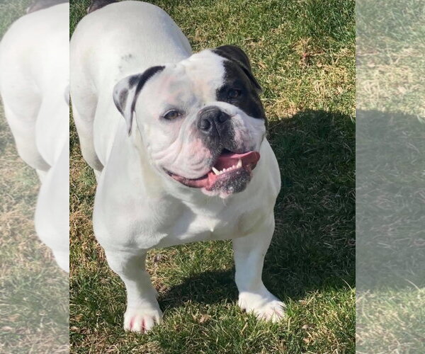 Medium Photo #1 Bulldog-Unknown Mix Puppy For Sale in Strongsville, OH, USA