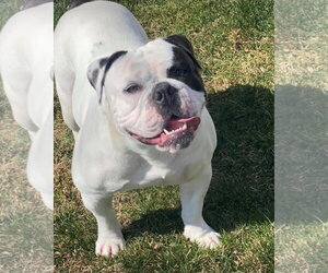 Bulldog-Unknown Mix Dogs for adoption in Strongsville, OH, USA