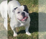 Small Bulldog Mix
