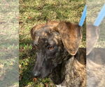 Small Plott Hound Mix