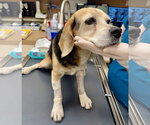 Small #2 Beagle