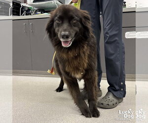 Mutt Dogs for adoption in Washington, DC, USA
