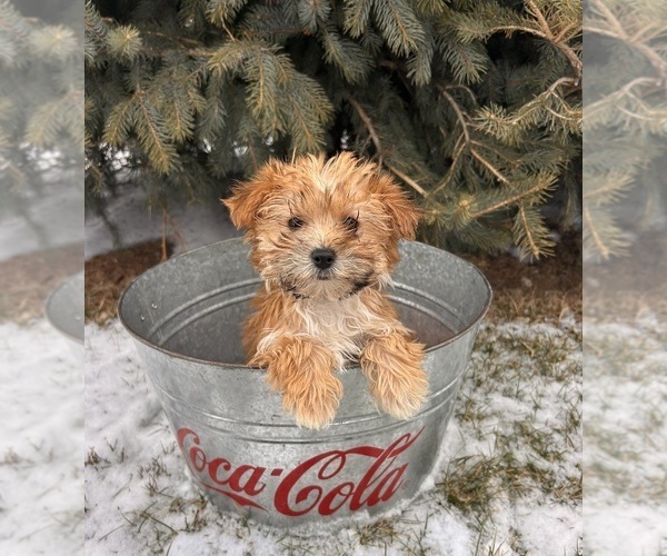 Medium Photo #3 Morkie Puppy For Sale in MIDDLEBURY, IN, USA