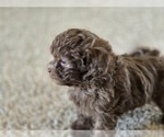 Small #7 ShihPoo