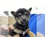 Small Photo #3 Shiba Inu Puppy For Sale in FAIR GROVE, MO, USA