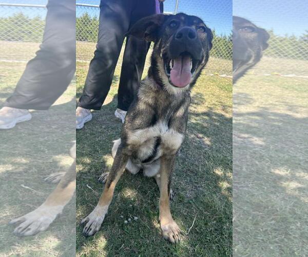 Medium Photo #3 Mutt Puppy For Sale in Rockwall, TX, USA