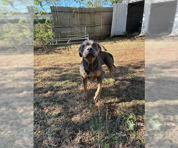 Medium Photo #1 Mutt Puppy For Sale in Oklahoma City, OK, USA