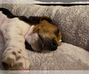 Basset Hound Puppy for sale in COLLEGE STATION, TX, USA