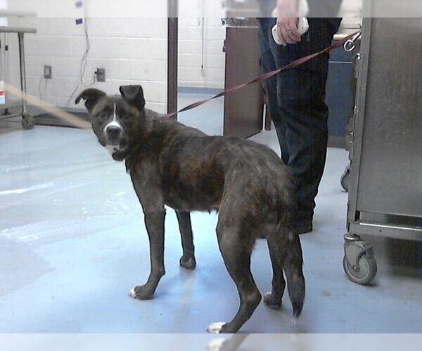 Medium Photo #1 Siberian Husky-Unknown Mix Puppy For Sale in Fayetteville, NC, USA