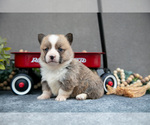 Small #1 Pembroke Welsh Corgi