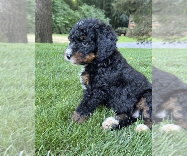 Medium Photo #3 Bernedoodle (Miniature) Puppy For Sale in DENVER, PA, USA