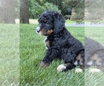 Small #2 Bernedoodle (Miniature)