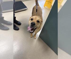 Mastiff-Unknown Mix Dogs for adoption in Newton, NC, USA