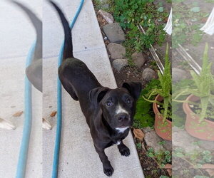 Mutt Dogs for adoption in Mount Laurel, NJ, USA