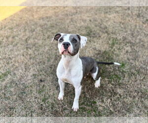 Staffordshire Bull Terrier-Unknown Mix Dogs for adoption in Grovetown, GA, USA