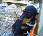 Small Photo #4 Doberman Pinscher Puppy For Sale in MOUNT OLIVE, NC, USA