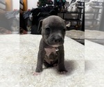 Puppy 4 Bullypit