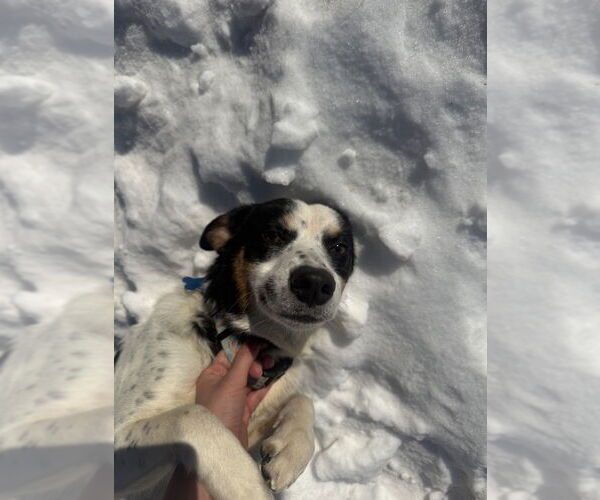 Medium Photo #3 Collie-Unknown Mix Puppy For Sale in Boston, MA, USA