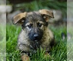 Small #2 Australian Shepherd-German Shepherd Dog Mix
