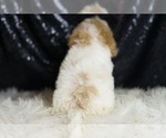 Small Photo #78 Yorkipoo Puppy For Sale in WARSAW, IN, USA