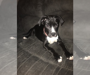 American Pit Bull Terrier Puppy for sale in BARDSTOWN, KY, USA