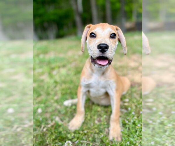 Medium Photo #2 Labbe Puppy For Sale in Lawrenceville, NJ, USA