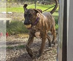 Small Photo #8 Great Dane-Unknown Mix Puppy For Sale in Rustburg, VA, USA