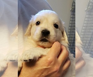 Golden Retriever Puppy for sale in NEWVILLE, PA, USA