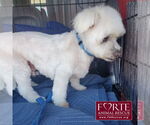Small #2 Maltipoo