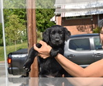 Small Photo #2 Golden Shepherd Puppy For Sale in HYATTSVILLE, MD, USA