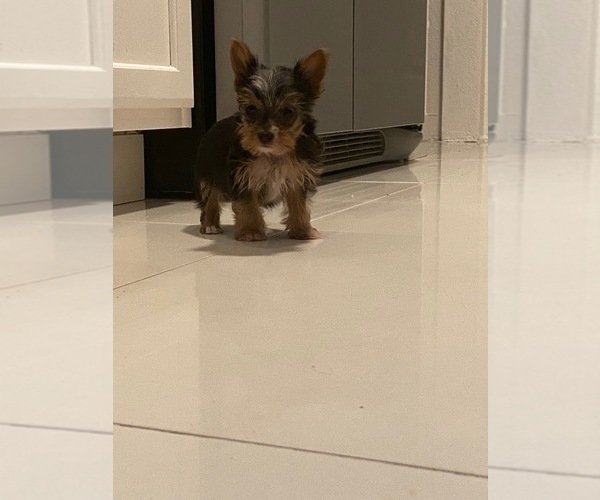 Medium Photo #1 Yorkshire Terrier Puppy For Sale in CLEWISTON, FL, USA