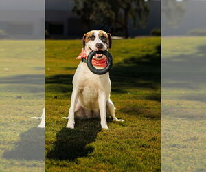 LAUREL - Female Treeing Walker Coonhound Dog for Adoption - Photo #3